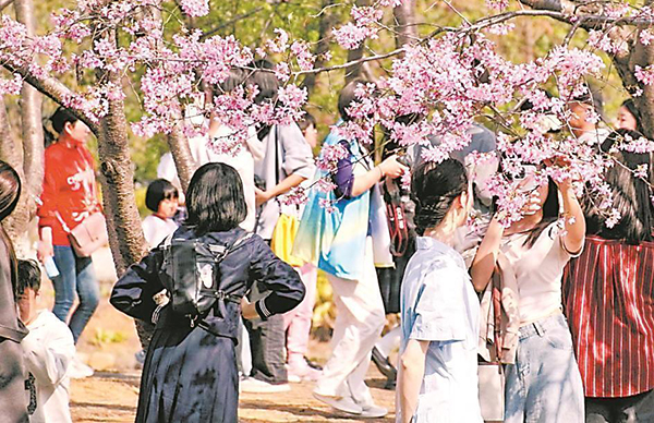 春和景明 櫻花爛漫
